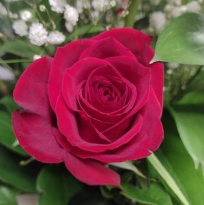 Meet your Posher, Janelle